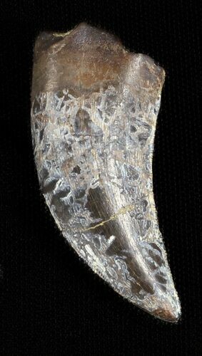 Serrated Nanotyrannus Tooth - Montana #35394